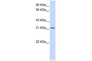 BCAS2 antibody used at 1 ug/ml to detect target protein.