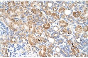 Human kidney (ALG11 antibody  (C-Term))