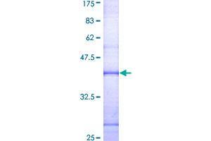 Cathepsin G Protein (CTSG) (AA 146-255) (GST tag)