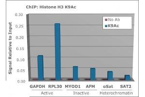 Chromatin Immunoprecipitation of Rabbit Anti-Histone H3 [ac Lys9] Antibody. (Histone 3 antibody  (H3K9ac))