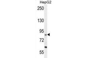 Western Blotting (WB) image for anti-Exocyst Complex Component 3-Like 1 (EXOC3L1) antibody (ABIN2996117)