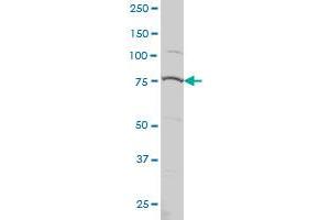 PRPF3 monoclonal antibody (M01), clone 3H6 Western Blot analysis of PRPF3 expression in Hela S3 NE . (PRPF3 antibody  (AA 585-683))