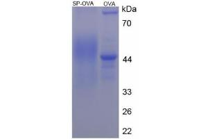 Image no. 1 for Substance P (AA 58-68) peptide (Ovalbumin) (ABIN5666377) (Substance P (AA 58-68) peptide (Ovalbumin))