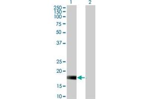 Western Blot analysis of DUSP22 expression in transfected 293T cell line by DUSP22 monoclonal antibody (M01), clone 3D3.