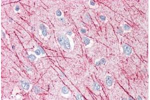Anti-SRPX2 antibody  ABIN960819 IHC staining of human brain, cortex. (SRPX2 antibody  (Internal Region))