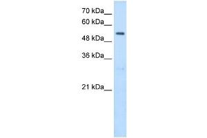 SHMT2 antibody used at 2. (SHMT2 antibody)