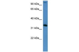 WB Suggested Anti-HADH Antibody Titration: 0. (HADH antibody  (Middle Region))