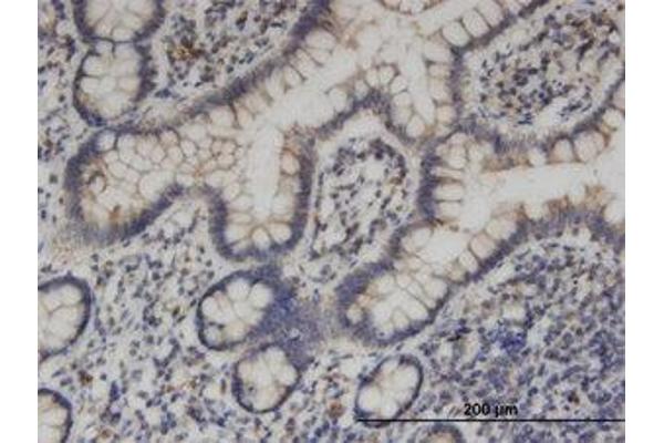 KIF1C antibody  (AA 1004-1104)