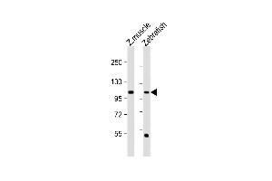 All lanes : Anti-(DANRE) heg Antibody (C-term) at 1:1000 dilution Lane 1: Zebrafish muscle lysate Lane 2: Zebrafish lysate Lysates/proteins at 20 μg per lane. (HEG1 antibody  (C-Term))