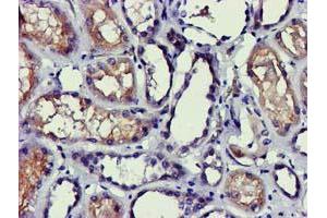 Immunohistochemical staining of paraffin-embedded Human Kidney tissue using anti-PDLIM2 mouse monoclonal antibody. (PDLIM2 antibody)