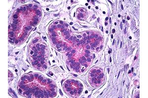 Anti-VPS35 antibody IHC of human breast, epithelium. (VPS35 antibody  (AA 783-796))