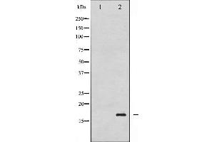 Western blot analysis of Histone H3. (Histone H3.1 antibody  (pSer10))