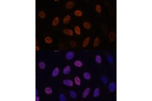 Immunofluorescence analysis of U-2 OS cells using WDHD1 antibody (ABIN7271351) at dilution of 1:100. (WDHD1 antibody  (AA 830-1129))