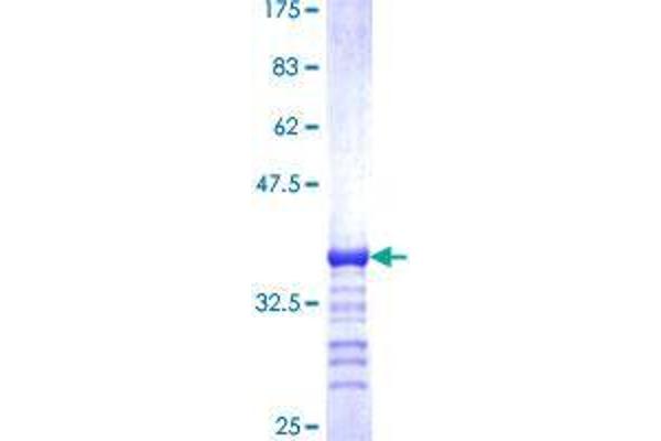 DCUN1D1 Protein (AA 1-89) (GST tag)