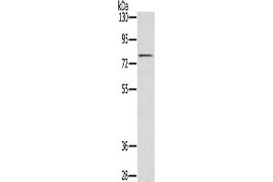Western Blotting (WB) image for anti-TGF-beta Activated Kinase 1/MAP3K7 Binding Protein 3 (TAB3) antibody (ABIN2430415) (TAB3 antibody)