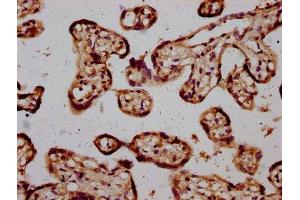 IHC image of ABIN7168574 diluted at 1:600 and staining in paraffin-embedded human placenta tissue performed on a Leica BondTM system. (STH antibody  (AA 1-128))