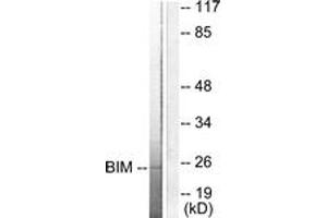 Western blot analysis of extracts from COS7 cells, using BIM Antibody. (BIM antibody  (AA 1-50))