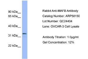 WB Suggested Anti-MAFB  Antibody Titration: 0. (MAFB antibody  (Middle Region))