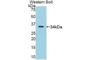 Detection of Recombinant CD163, Mouse using Polyclonal Antibody to Cluster Of Differentiation (CD163) (CD163 antibody  (AA 697-972))