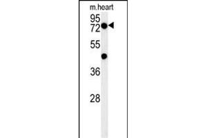 PHTF2 Antibody (Center) (ABIN654395 and ABIN2844137) western blot analysis in mouse heart tissue lysates (15 μg/lane).
