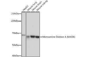 Western blot analysis of extracts of various cell lines, using Monoamine Oxidase A (MAOA) (MAOA) Rabbit mAb (ABIN1682632, ABIN3018542, ABIN3018543 and ABIN7101625) at 1:1000 dilution. (Monoamine Oxidase A antibody)