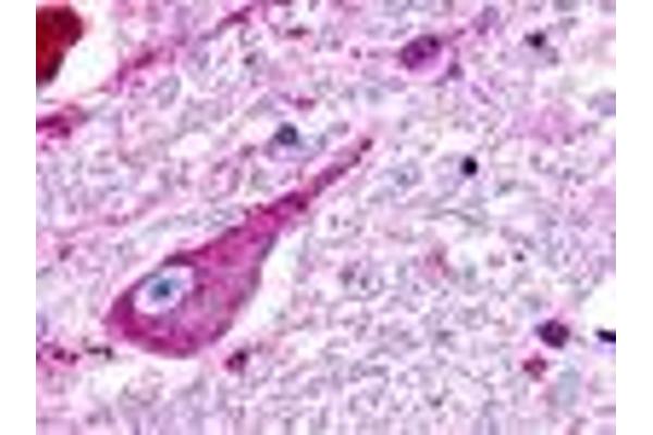 GPR176 antibody  (C-Term)