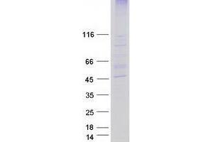 Validation with Western Blot (ZDHHC2 Protein (Myc-DYKDDDDK Tag))