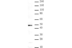 MBD2 pAb tested by Western blot. (MBD2 antibody)