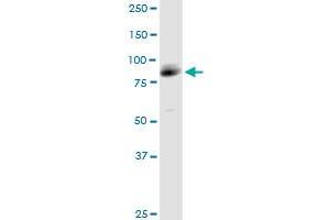 ARHGAP26 MaxPab polyclonal antibody. (GRAF antibody  (AA 1-759))