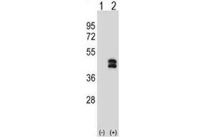 Western blot analysis of DUSP6 antibody and 293 cell lysate either nontransfected (Lane 1) or transiently transfected (2) with the DUSP6 gene. (DUSP6 antibody  (AA 59-88))