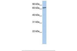 Image no. 1 for anti-Lanosterol Synthase (2,3-Oxidosqualene-Lanosterol Cyclase) (LSS) (N-Term) antibody (ABIN6738005) (LSS antibody  (N-Term))
