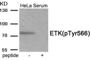 Western blot analysis of extracts from HeLa cells treated with Serum using Phospho-ETK (Tyr566) antibody. (BMX antibody  (pTyr566))
