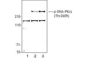 Western Blotting (WB) image for anti-Protein Kinase, DNA-Activated, Catalytic Polypeptide (PRKDC) (phosphorylated) antibody (ABIN2666331) (PRKDC antibody  (phosphorylated))