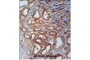 MOSC1 Antibody (Center) (ABIN653710 and ABIN2843025) immunohistochemistry analysis in formalin fixed and paraffin embedded human kidney tissue followed by peroxidase conjugation of the secondary antibody and DAB staining. (MOSC1 antibody  (AA 175-204))