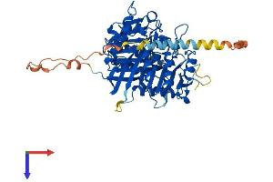 Phospholipase D4 Protein (PLD4) (AA 1-506) (His tag)