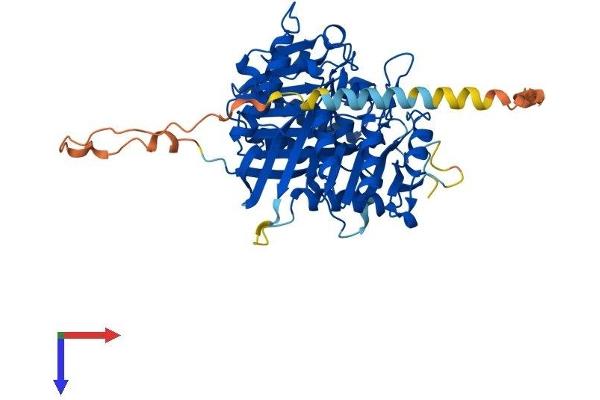 Phospholipase D4 Protein (PLD4) (AA 1-506) (His tag)