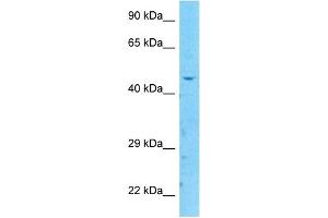 Host:  Rabbit  Target Name:  P2RX2  Sample Type:  HepG2 Whole Cell lysates  Antibody Dilution:  1. (P2RX2 antibody  (C-Term))