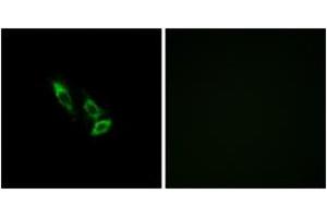 Immunofluorescence analysis of A549 cells, using OR10V1 Antibody. (OR10V1 antibody  (AA 161-210))