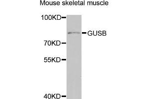 Western blot analysis of extracts of mouse skeletal muscle, using GUSB antibody (ABIN5974998) at 1/1000 dilution. (Glucuronidase beta antibody)
