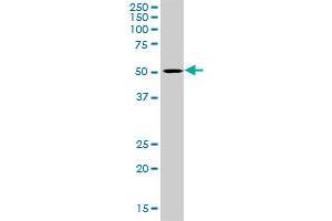 LIPA MaxPab rabbit polyclonal antibody. (Lipase A antibody  (AA 1-399))