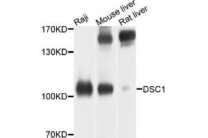 Western blot analysis of extracts of various cells, using DSC1 antibody. (Desmocollin 1 antibody)