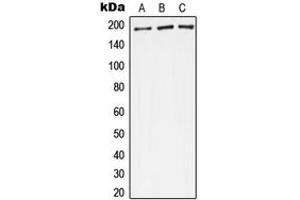 Western blot analysis of Complement C4A/B expression in A549 (A), Raw264. (Complement C4A/C4B (Center) antibody)