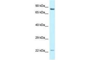 Image no. 1 for anti-Nuclear Receptor Coactivator 4 (NCOA4) (AA 509-558) antibody (ABIN6747719) (NCOA4 antibody  (AA 509-558))