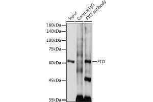 Immunoprecipitation analysis of 300 μg extracts of SH-SY5Y cells using 3 μg FTO antibody (ABIN6131655, ABIN6140795, ABIN6140796 and ABIN6218529). (FTO antibody  (AA 416-505))
