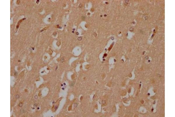 Myosin XV (MYO15) (AA 237-451) antibody