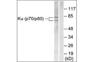 Western blot analysis of extracts from LOVO cells, using Ku70/80 Antibody . (XRCC5 antibody  (C-Term))