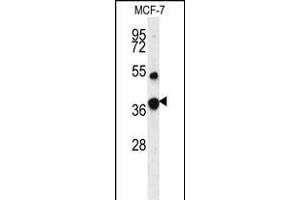 Western blot analysis of FBP1 Antibody (Center) (ABIN391577 and ABIN2841512) in MCF-7 cell line lysates (35 μg/lane). (FBP1 antibody  (AA 125-156))