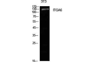 Western Blot (WB) analysis of NIH-3T3 cells using Integrin alpha6 Polyclonal Antibody. (ITGA6 antibody  (Internal Region))