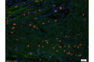 Immunofluorescence (IF) image for anti-Caspase 3 (CASP3) (AA 60-100) antibody (ABIN724625)