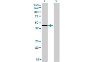 Western Blot analysis of TXNDC4 expression in transfected 293T cell line by TXNDC4 monoclonal antibody (M01), clone 3C7.